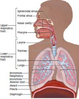 Gambar 2.1 Anatomi Sistem Respirasi (Junqueira &amp; Carneiro, 2009) 