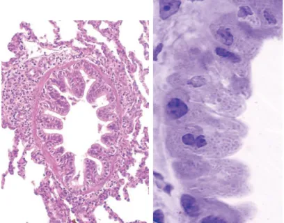 Gambar 2.3  (a) Histologi bronkus terminalis  (b) sel clara 
