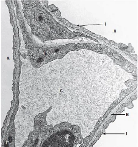 Gambar  2.6  Histologi  septum  interalveolaris  (Junqueira  &amp;  Carneiro,  2009). 