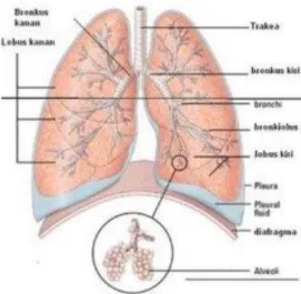 Gambar 1. Anatomi Paru 
