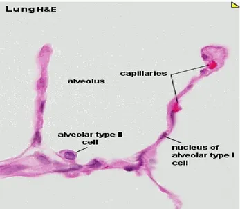 Gambar 2.4  Histologi struktur alveolar dengan pengecatan  Hematoxilin Eosin (Slomianka, 2009) 