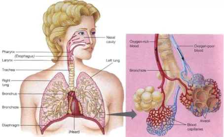 Gambar 2.3  Anatomi paru (Rusz, 2012) 