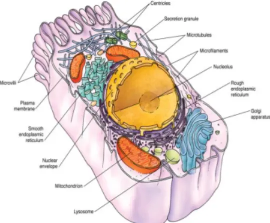 Gambar 1. Struktur Sel 