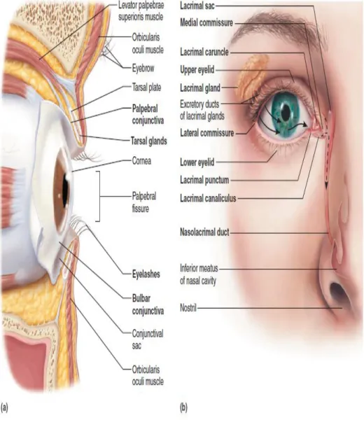Gambar  1.  External  anatomy  of  the  eye  and  accessory  structures.  (a)  Lateral  view;  some  structures  shown  in  sagittal  section