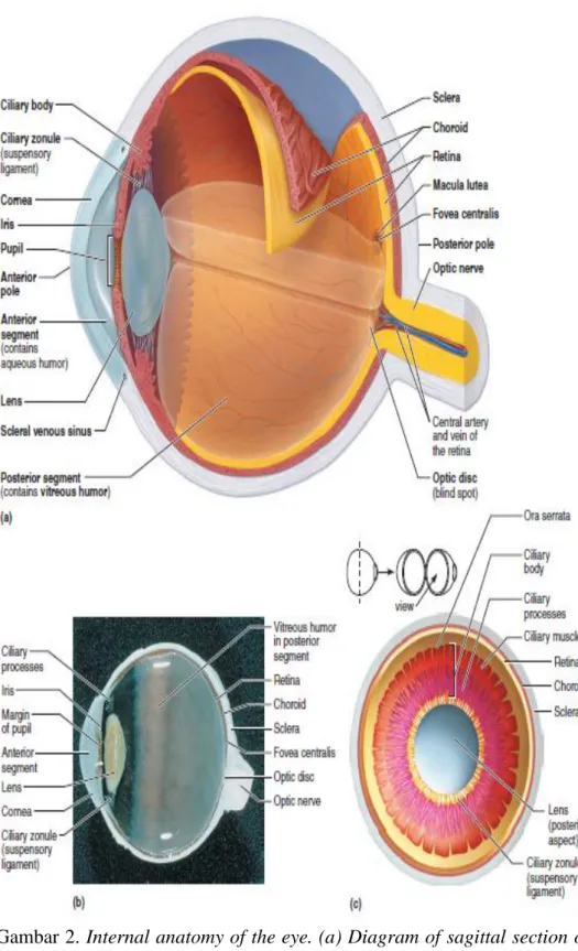 Gambar 2. Internal anatomy of the eye. (a) Diagram of sagittal section of  the eye. The vitreous humor is illustrated only in the bottom half  of the eyeball
