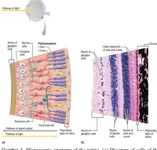 Gambar 4. Microscopic anatomy of the retina. (a) Diagram of cells of the  neural  retina