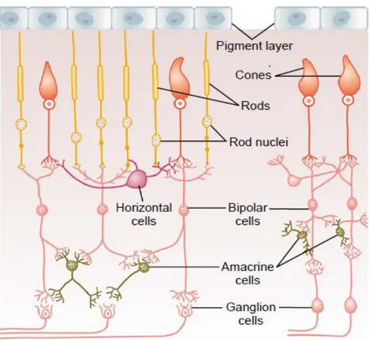 Gambar 5. Bagan Neuron Retina (Guyton dan Hall, 2008 : 635). 