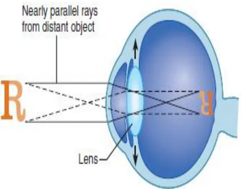 Gambar 6. Refraction and real images. The refraction  of light in the  eye produces a real image (reversed, inverted, and reduced)  on the retina (Marieb, E