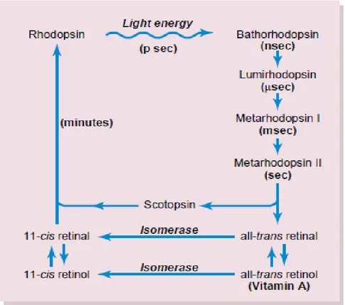 Gambar  10.  Fotokimia  siklus  visual  rodopsin-retinal  vitamin  A  (Guyton dan Hall, 2008 : 629)