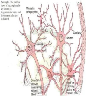 Gambar 2. Neuroglia 