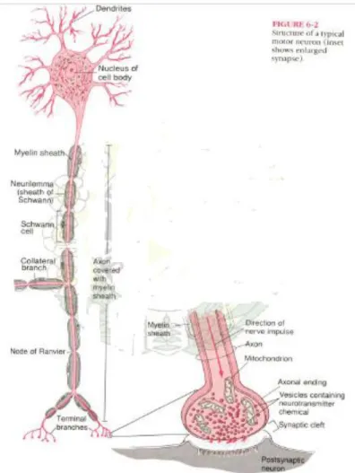 Gambar 3. Structure of Typical Motor Neuron (inset shown enlarge synapse)  2.2  IMPULS SARAF 