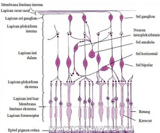 Gambar 5. Sel fotoreseptor . 15