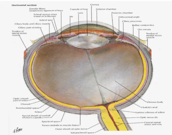Gambar  2.1:  Diambil  dari  (Netter,  2003)  Atlas  of  Human  Anatomy  yang  menunujukkan gambaran anatomi mata