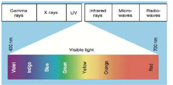 Gambar 2.7 Elektromagnetik spektrum (Tortora, 2012) 