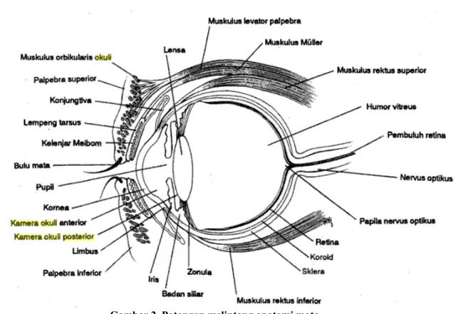 Gambar 2. Potongan melintang anatomi mata Sumber : Swartz MH. Buku ajar diagnostik fisik