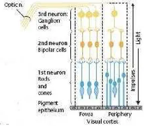 Gambar 1. Lapisan Neuron pada Retina 