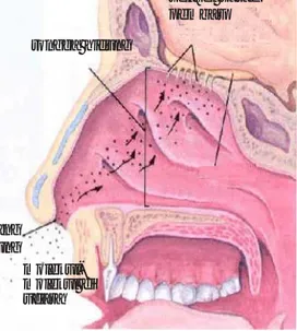 Gambar 3.17 memperlihatkan bahwa permukaan lidahmu  mempunyai banyak  tonjolan kecil disebut papila