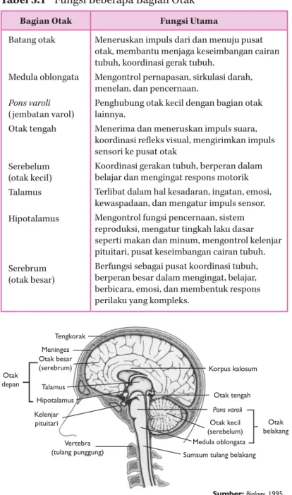 Tabel 3.1  Fungsi Beberapa Bagian Otak