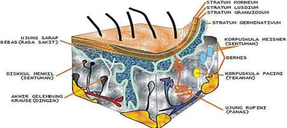 Gambar Penampang kulit manusia beserta reseptor-reseptornya