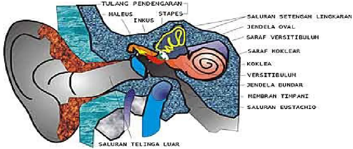 Gambar Struktur telinga pada manusia