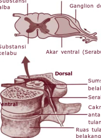 Gambar 3.7 Diagram penampang melintang sumsum tulang belakangSubstansi