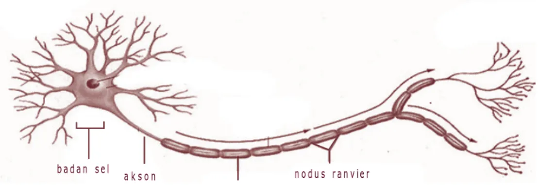 Gambar 3.1 Struktur sel saraf Sumber: Encyclopedia