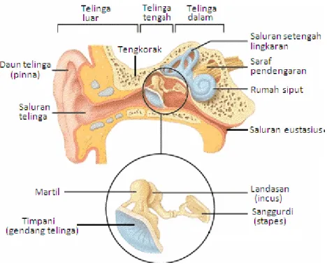 Gambar 2.2 Struktur Telinga 