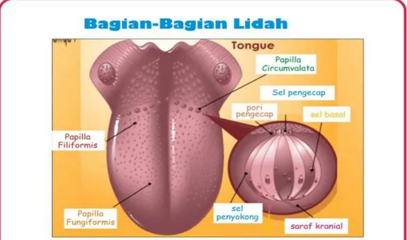 Gambar 2.5 struktur lidah 