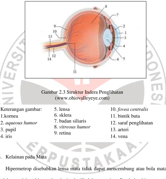 Gambar 2.3 Struktur Indera Penglihatan  (www.ohiovalleyeye.com) 