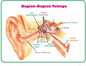 Gambar 4. Anatomi Telinga 