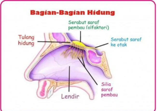 Gambar 5. Anatomi Hidung 