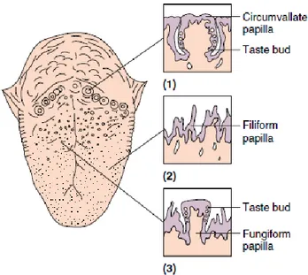Gambar 6. Macam Jenis Papila yang Terdapat Pada Lidah  Papilla  agak  kasar  karena  memiliki  tonjolan-tonjolan  pada  permukaan  lidah
