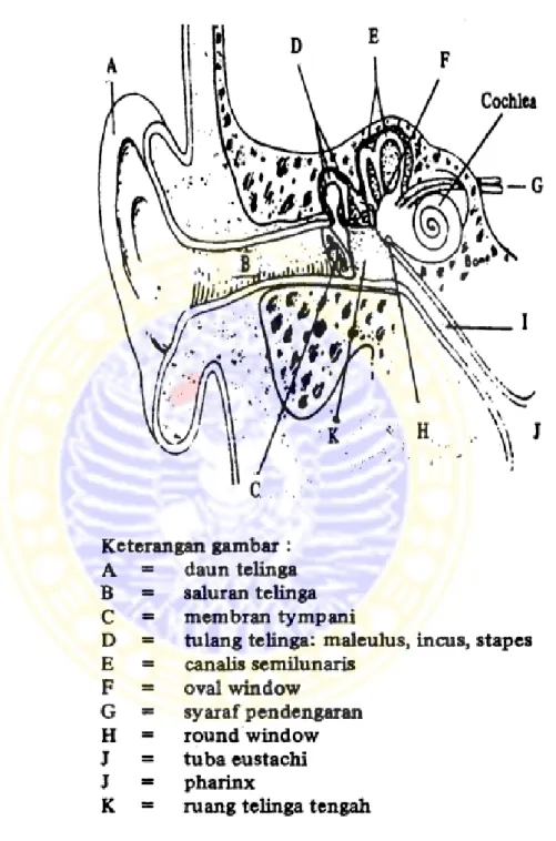 Gambar 2.2 Fisiologi Telinga dan keterangan 2. Telinga bagian luar