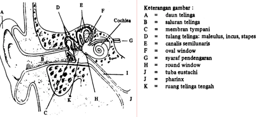 Gambar 1  Fisiologi Telinga  (J. F. Gabriel, 1996:83) 