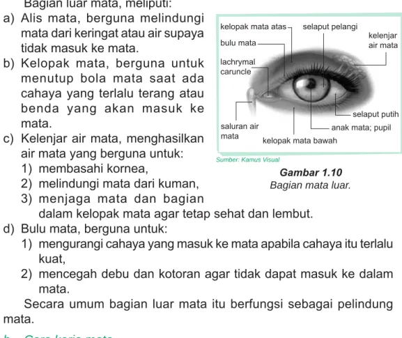 Gambar 1.10 Bagian mata luar.