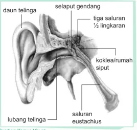 Gambar 1.12 Penampang telinga.daun telingalubang telingaselaput gendang tiga saluran ½ lingkaran koklea/rumah siputsaluran eustachius