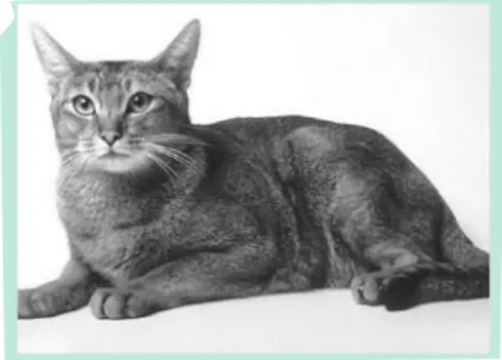 Gambar 4.1 Kucing