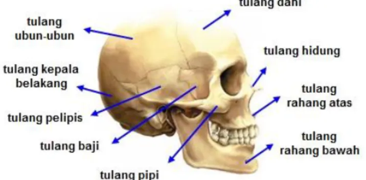 Gambar 2.3 Rangka Kepala meliputi (a) tulang ubun-ubun, (b) tulang dahi, (c) tulang  kepala belakang, (d) tulang hidung, (c) tulang baji, (f) tulang pelipis, (g) tulang rahang atas, 
