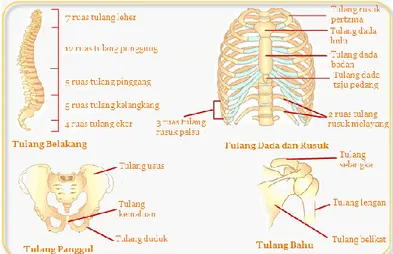 Gambar Rangka badan 2.4 meliputi (a) tulang belakang, (b) tulang rusuk   dan tulang dada, (c) tulang gelang bahu, (d) tulang gelang pinggul