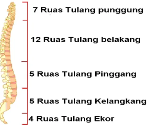 Gambar 8. Tulang Belakang 