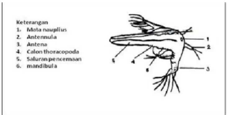 Gambar 2.2 Morfologi nauplius Artemia salina Leach  2.3.3  Lingkungan hidup 
