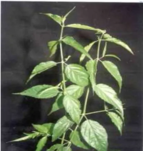 Gambar 2.3 Daun dandang gendis  2.4.2  Klasifikasi dandang gendis (Clinacanthus nutans) 