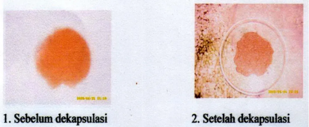 Gambar  1 Siste Artemia sp. yang belum dan sudah didekapsulasi  Proses  dekapsulasi  tidak 