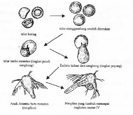 Gambar 1. Tahapan penetasan Artemia salina Leach (Mujiman, 1992). 