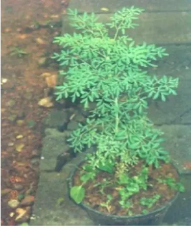 Gambar 1. Ruta angustifolia L.