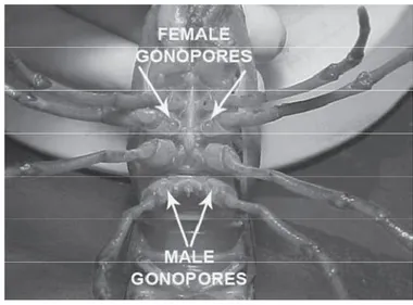 Gambar 5  Individu betina C. quadricarinatus interseks dengan gonophore betina  dan jantan (Vazquez &amp; Greco  2007)
