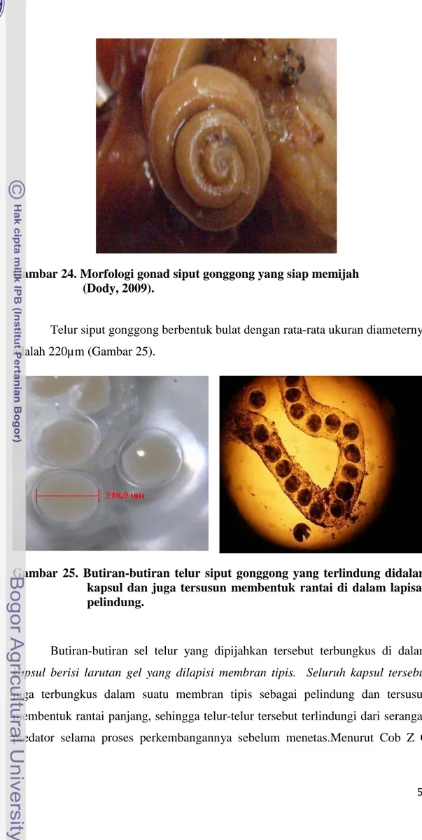 Gambar  25. Butiran-butiran telur siput gonggong yang terlindung didalam   kapsul dan juga tersusun membentuk rantai di dalam lapisan  pelindung