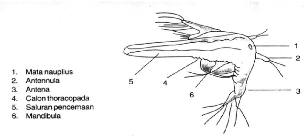 Gambar 2. Morfologi Nauplius (Isnansetyo dan Kurniastuty, 1995)  Tahapan Penetasan Artemia salina Leach   (Isnansetyo dan