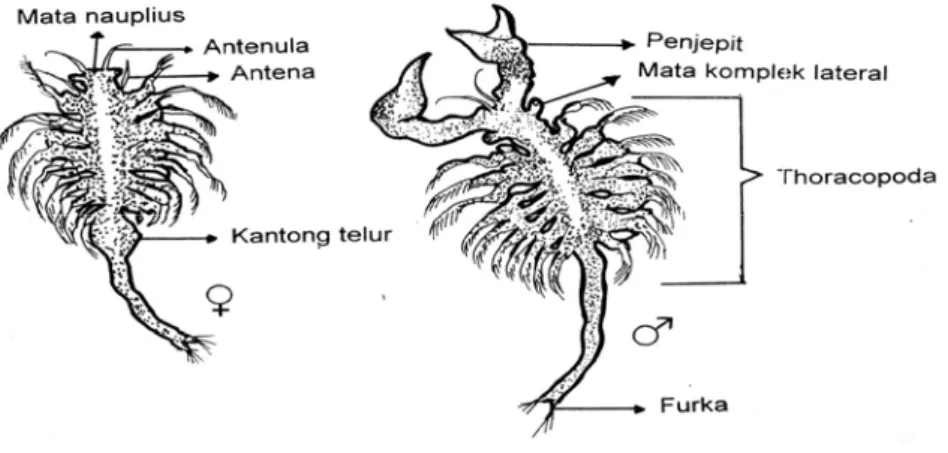 Gambar 3. Morfologi Artemia salina Leach (Isnansetyo dan Kurniastuty, 1995)  c.   Sifat Ekologi dan Fisiologi 
