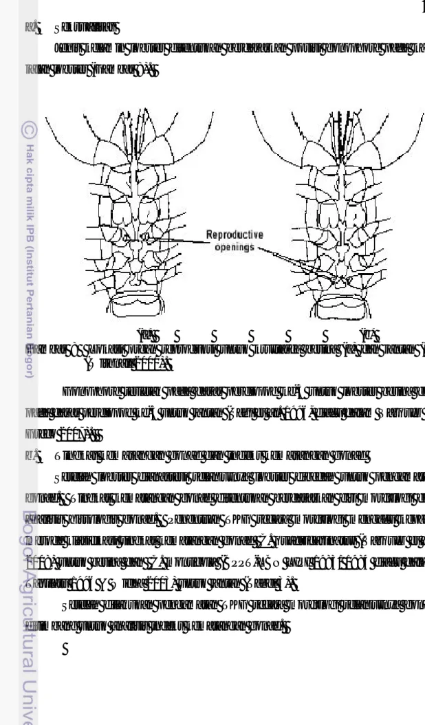 Gambar  8    Lokasi  organ  reproduksi  untuk  krustasea  betina  (a)  dan  jantan  (b)  (Withnall 2000)